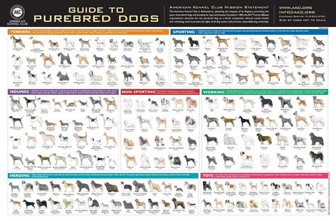 akc|Dog Breeds